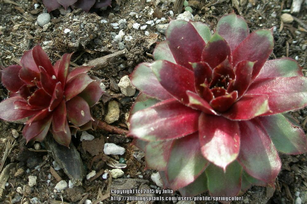 Photo of Hen and Chicks (Sempervivum 'Mercury') uploaded by springcolor