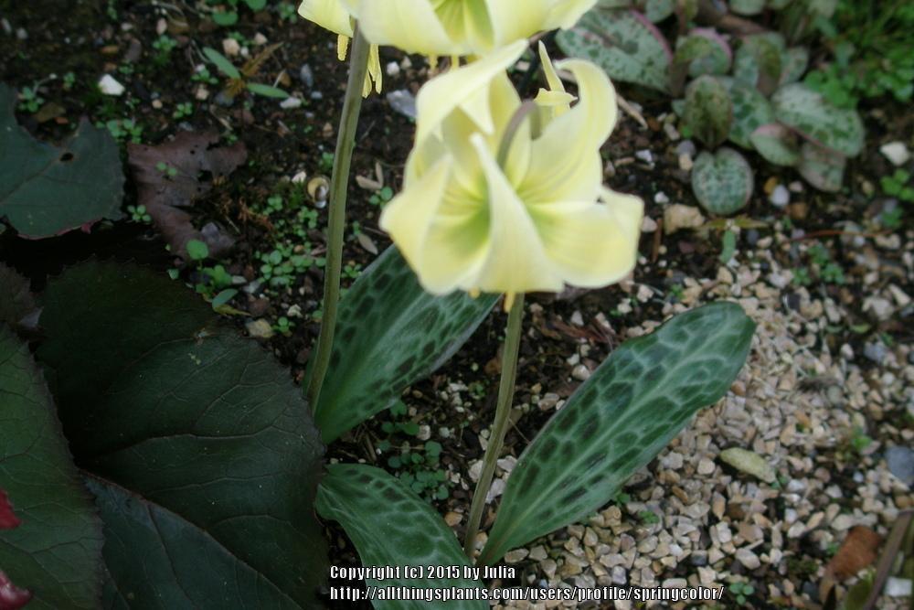 Photo of Oregon Fawn Lily (Erythronium oregonum) uploaded by springcolor