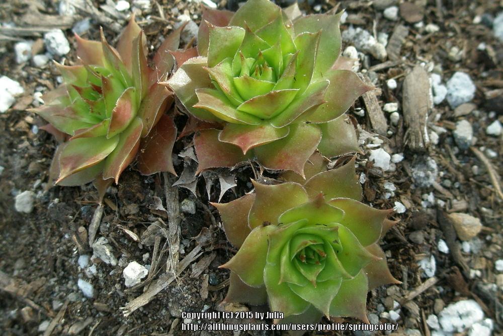 Photo of Hen and Chicks (Sempervivum 'Emerald Giant') uploaded by springcolor