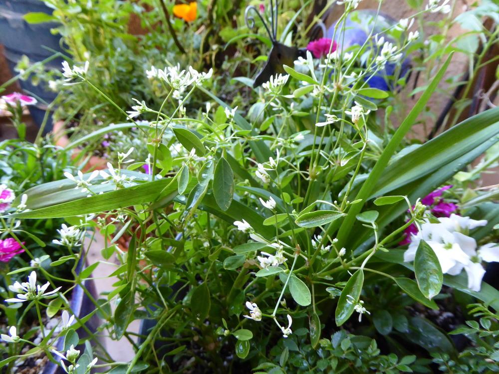 Photo of Euphorbia (Euphorbia graminea) uploaded by JulieB