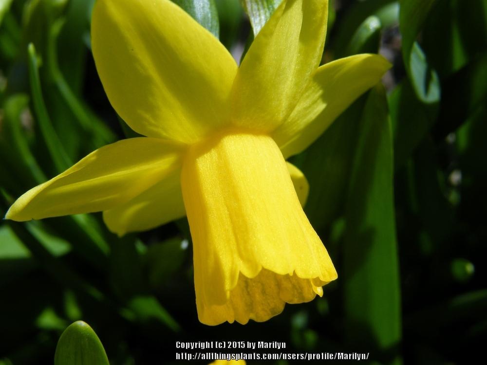 Photo of Daffodil (Narcissus 'Tete-a-Tete') uploaded by Marilyn