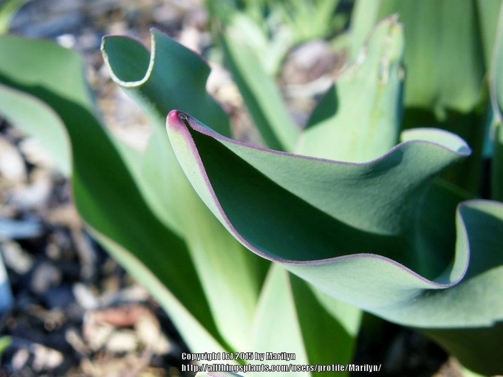 Photo of Darwin Hybrid Tulip (Tulipa 'Red Impression') uploaded by Marilyn
