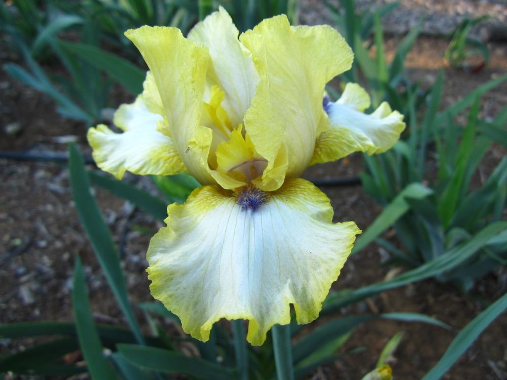 Photo of Intermediate Bearded Iris (Iris 'Abbey Chant') uploaded by UndertheSun