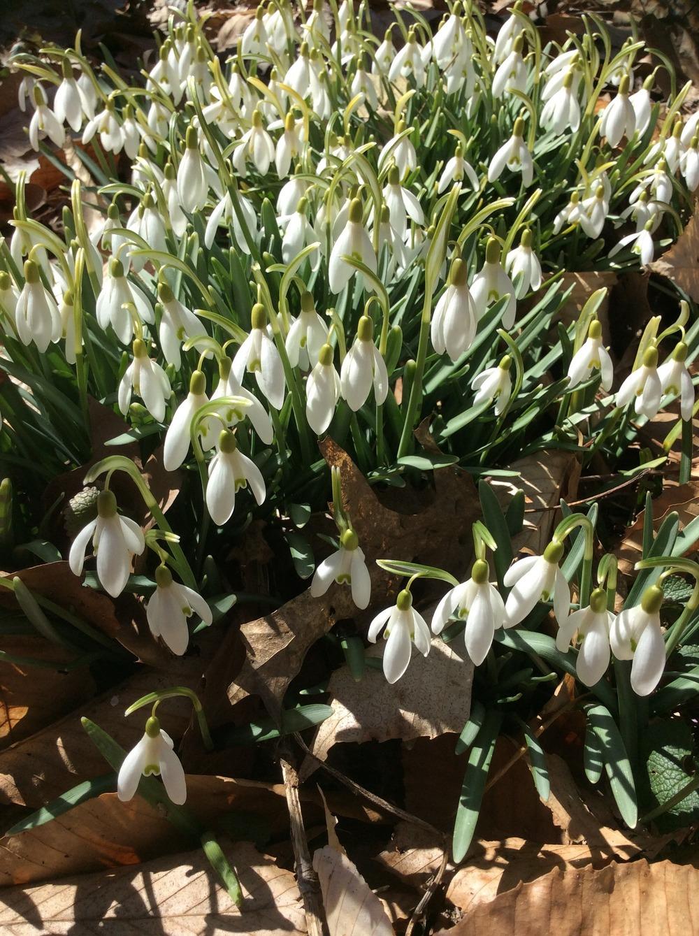 Photo of Snowdrop (Galanthus nivalis) uploaded by Ursula