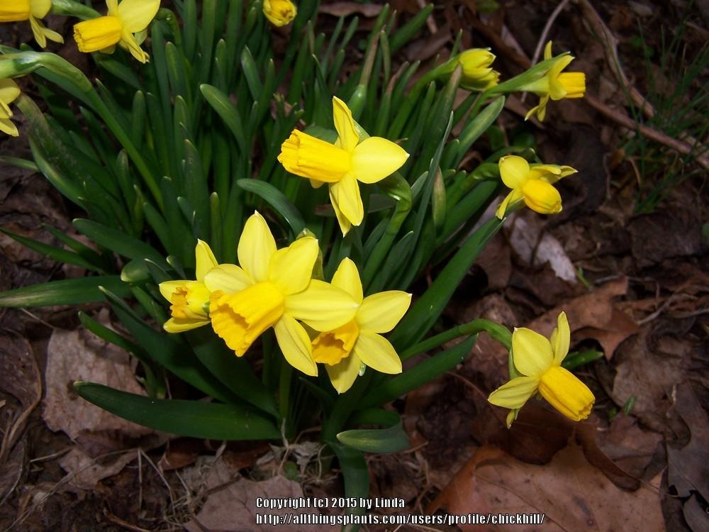 Photo of Daffodils (Narcissus) uploaded by chickhill