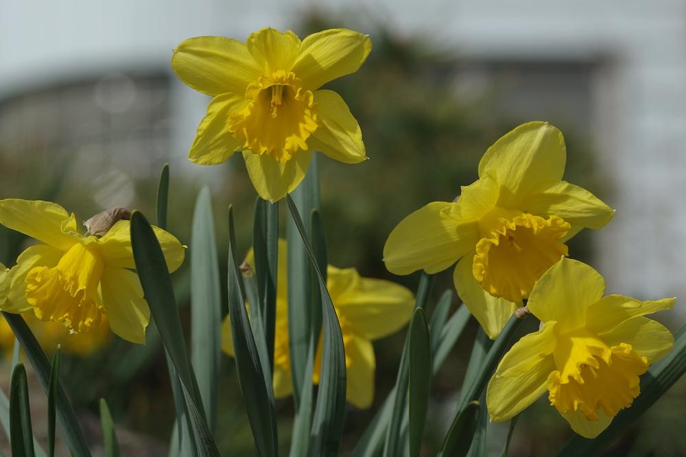 Photo of Trumpet Narcissus (Narcissus 'King Alfred') uploaded by dirtdorphins
