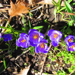 Location: central Illinois
Date: 2015-03-29
These crocus were forced previously, then planted outside