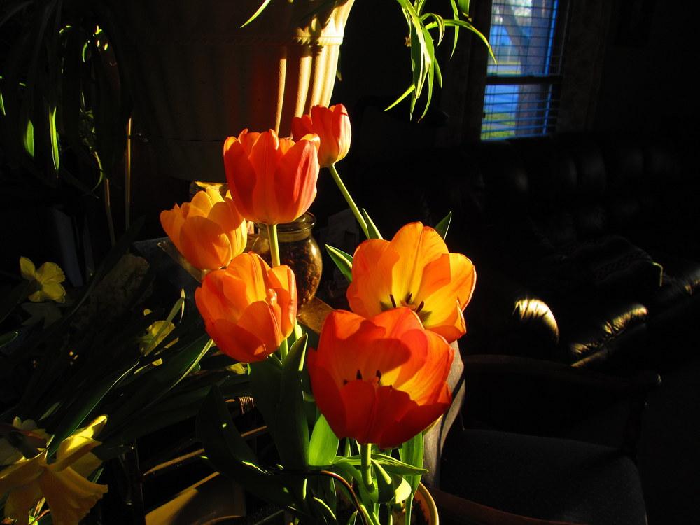 Photo of Darwin Hybrid Tulip (Tulipa 'Orange Sun') uploaded by jmorth