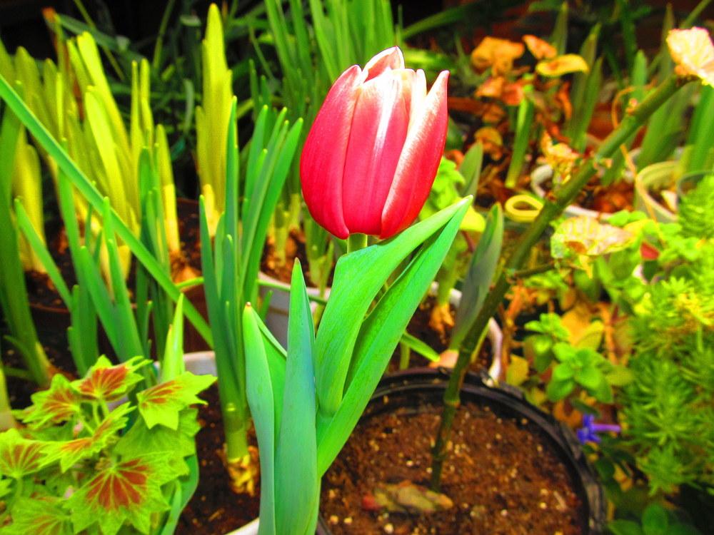 Photo of Triumph Tulip (Tulipa 'Leen van der Mark') uploaded by jmorth