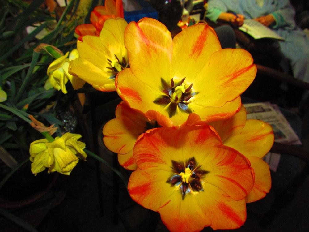 Photo of Darwin Hybrid Tulip (Tulipa 'Orange Sun') uploaded by jmorth