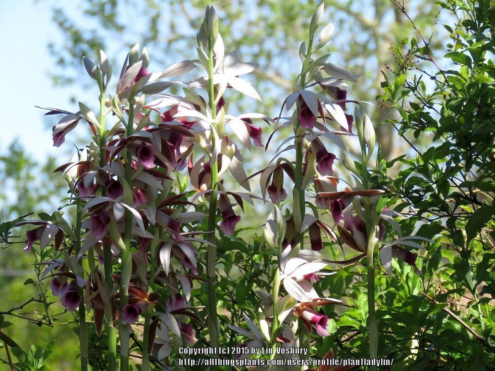 Photo of Nun's Cap Orchid (Calanthe tankervilleae) uploaded by plantladylin