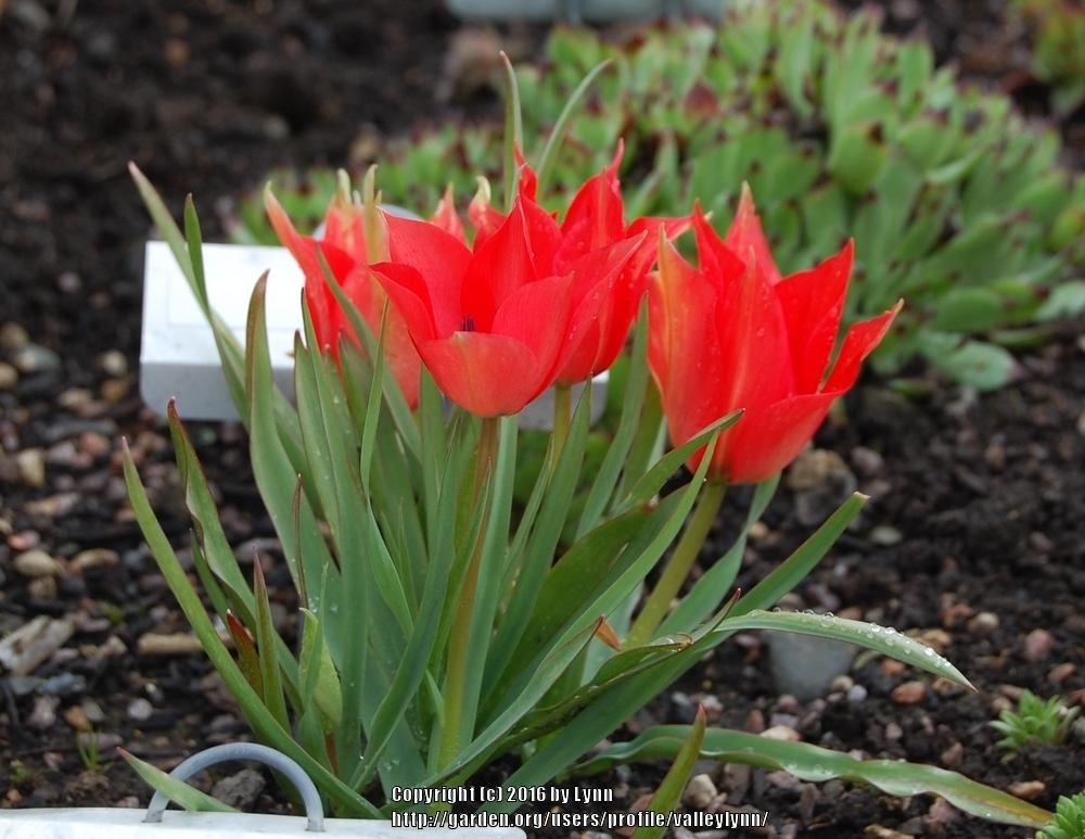 Photo of Species Tulip (Tulipa linifolia 'Red Gem') uploaded by valleylynn