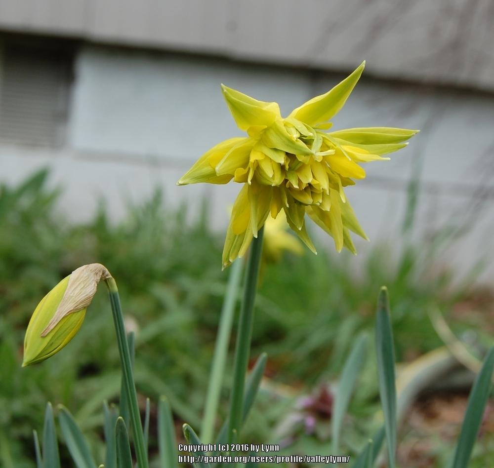 Photo of Double Daffodil (Narcissus 'Rip van Winkle') uploaded by valleylynn