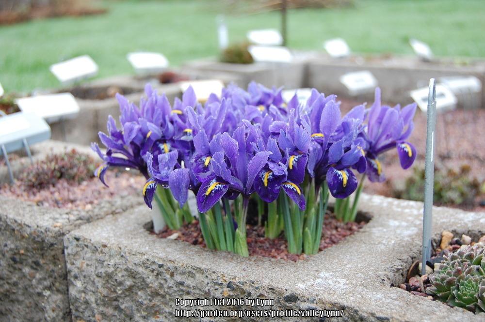 Photo of Reticulated Iris (Iris reticulata 'Pixie.') uploaded by valleylynn