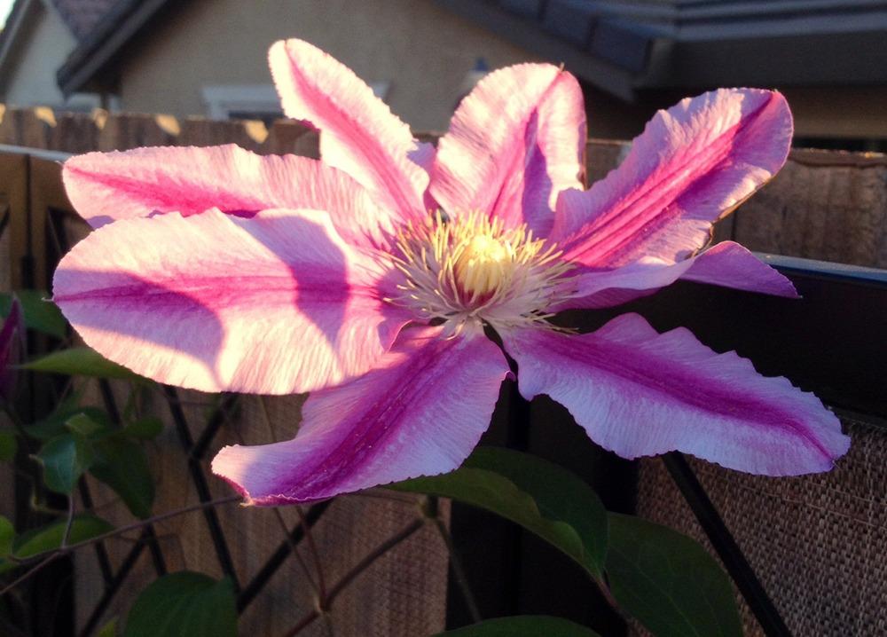 Photo of Clematis Sugar Candy™ uploaded by Ecograndma