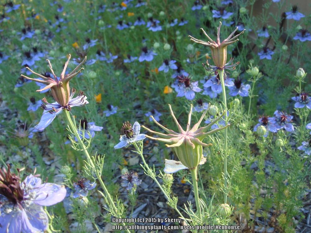 Photo of Fennel Flower (Nigella hispanica) uploaded by Henhouse