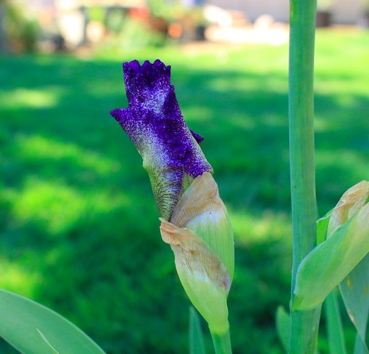 Photo of Tall Bearded Iris (Iris 'Celestial Explosion') uploaded by Moiris