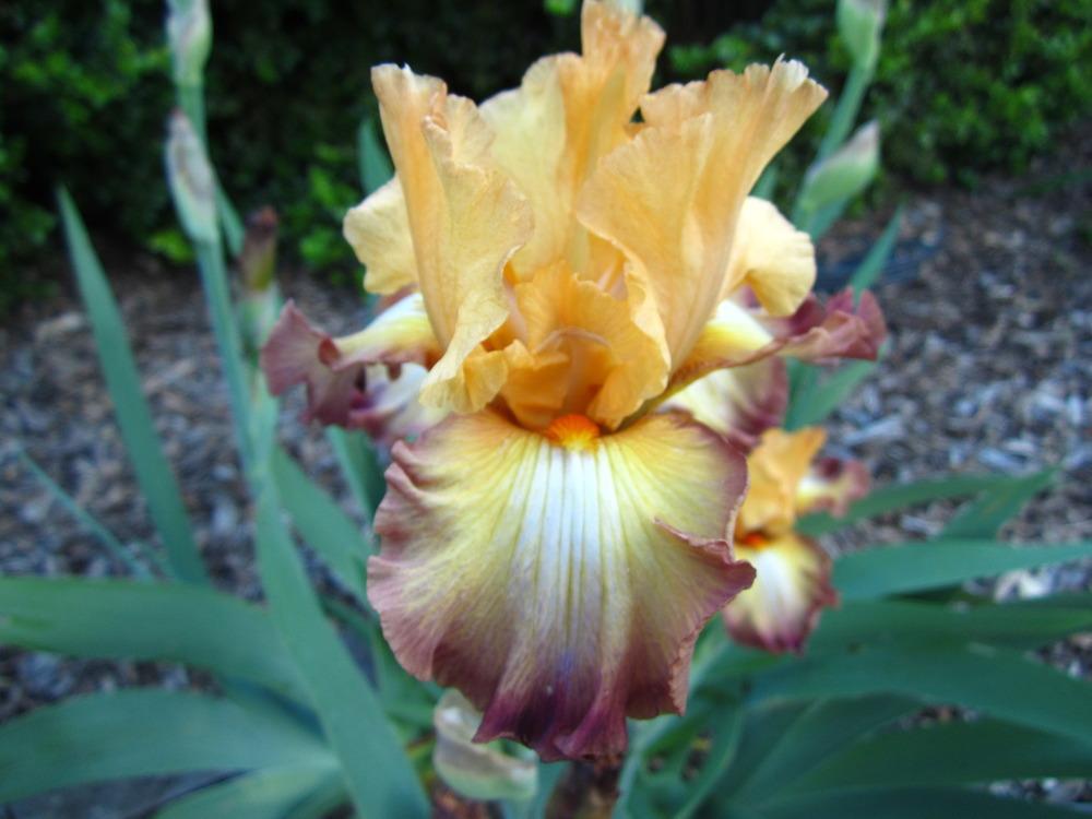 Photo of Tall Bearded Iris (Iris 'Modern Drama') uploaded by UndertheSun