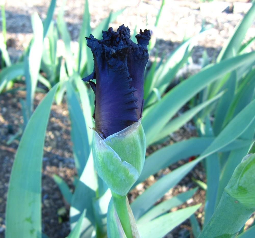 Photo of Tall Bearded Iris (Iris 'Candy Apple Classic') uploaded by UndertheSun