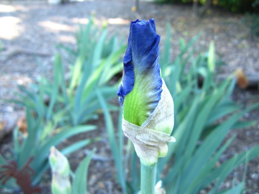 Photo of Tall Bearded Iris (Iris 'City Lights') uploaded by UndertheSun