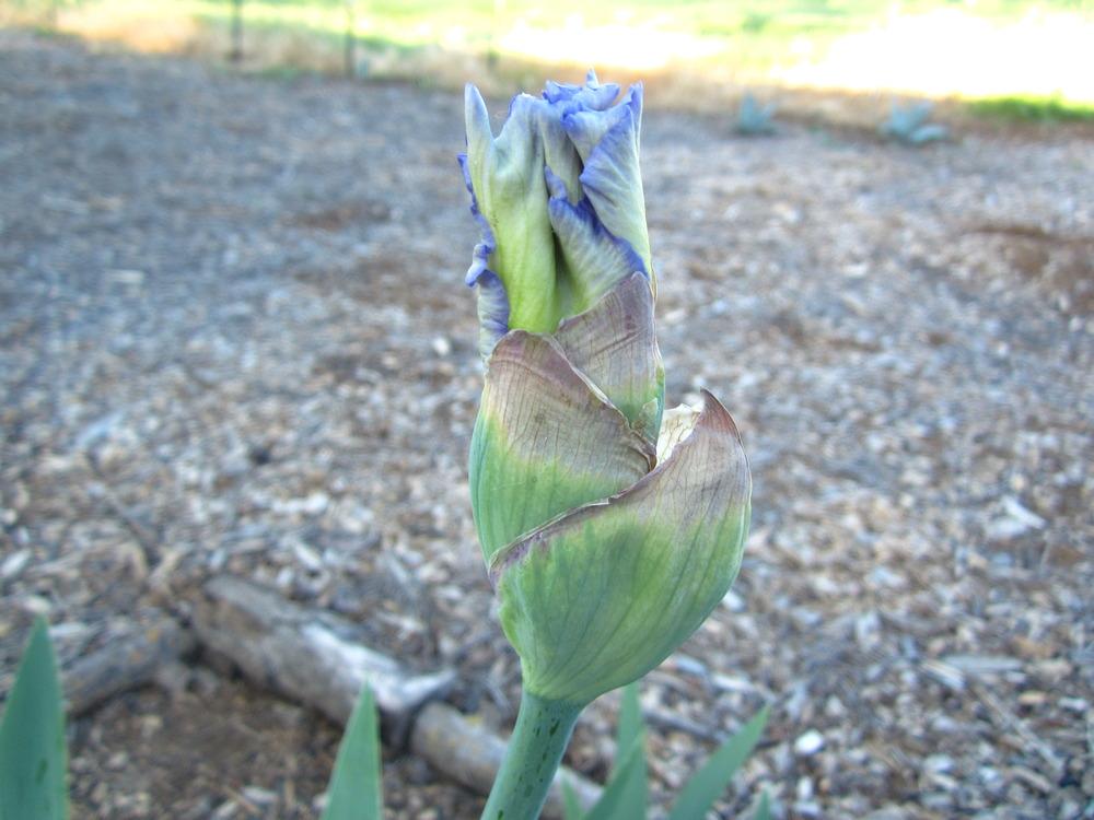 Photo of Tall Bearded Iris (Iris 'Honor Flight') uploaded by UndertheSun