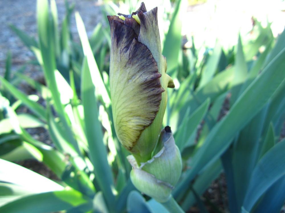 Photo of Tall Bearded Iris (Iris 'Living on the Edge') uploaded by UndertheSun