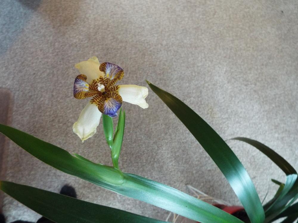 Photo of Walking Iris (Trimezia gracilis) uploaded by animallover94