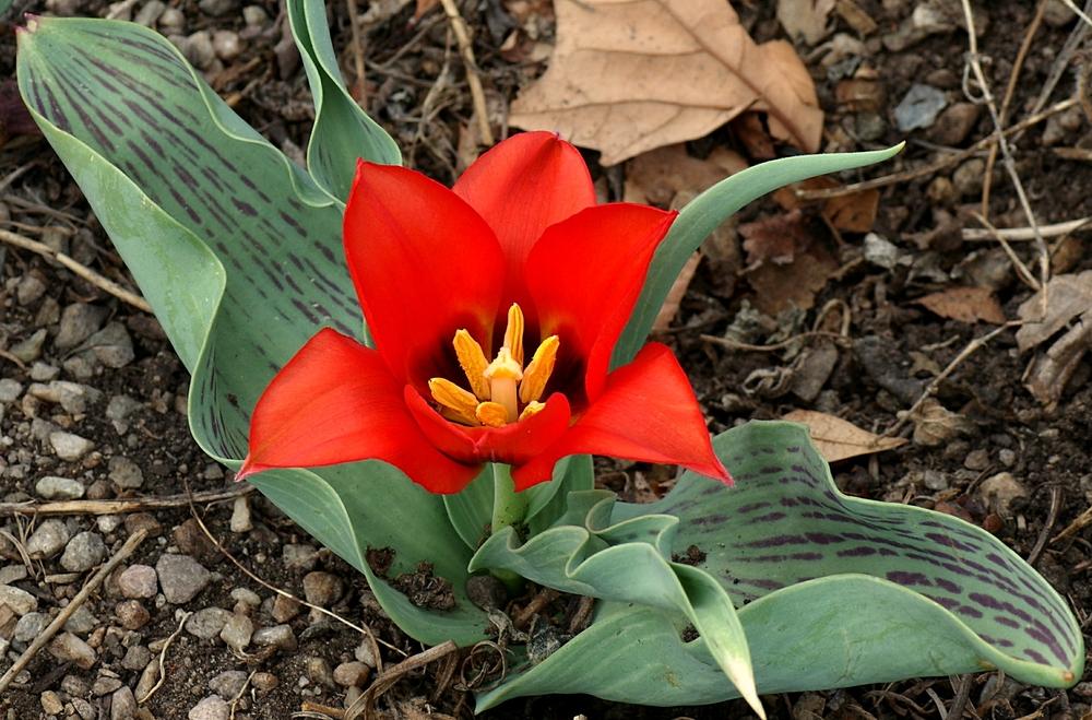 Photo of Tulip (Tulipa 'Tango') uploaded by dirtdorphins