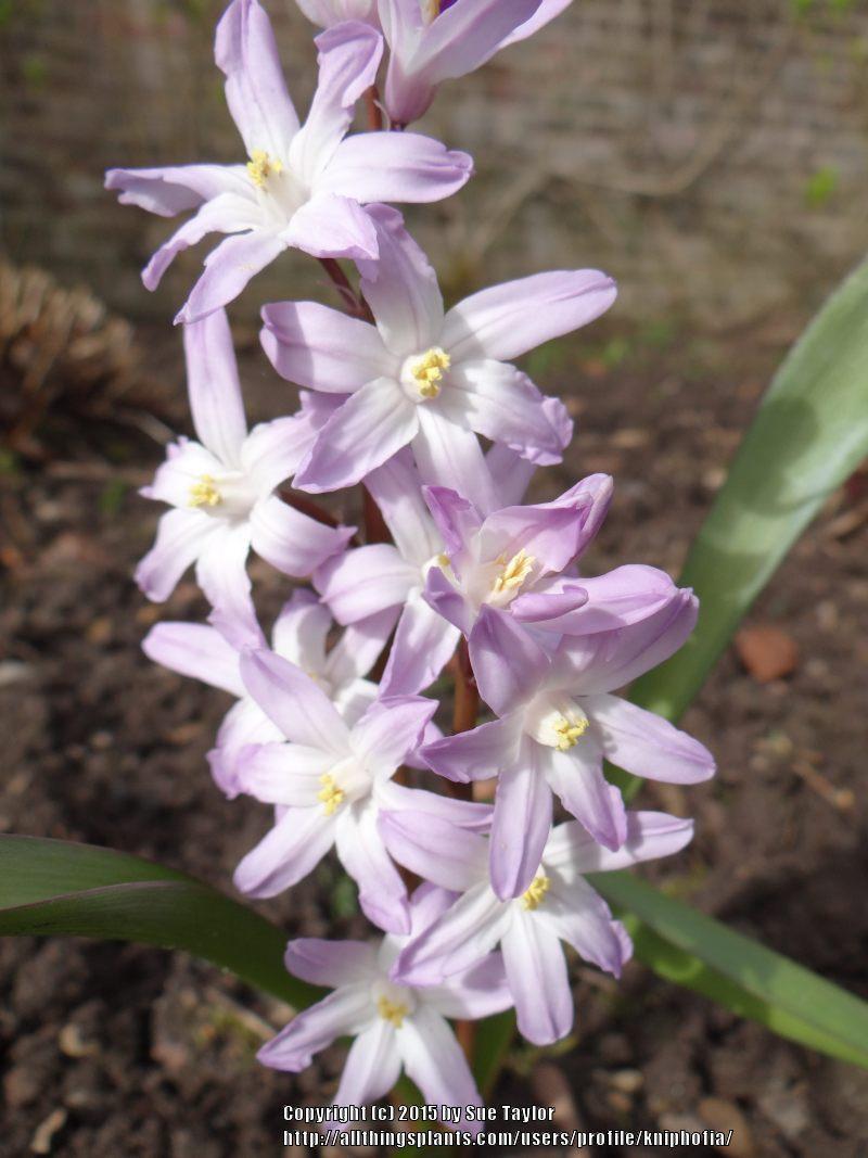 Photo of Glory of the snow (Scilla forbesii 'Pink Giant') uploaded by kniphofia