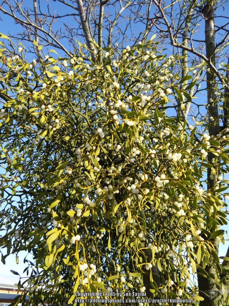 Photo of European Mistletoe (Viscum album) uploaded by kniphofia