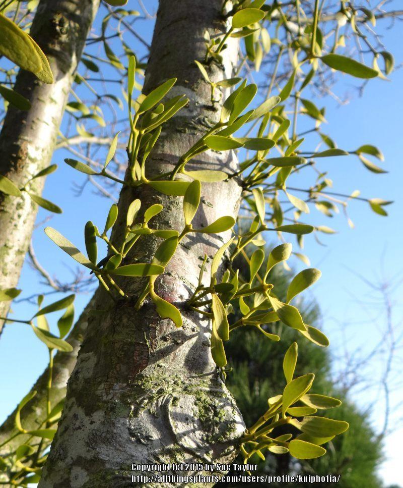 Photo of European Mistletoe (Viscum album) uploaded by kniphofia