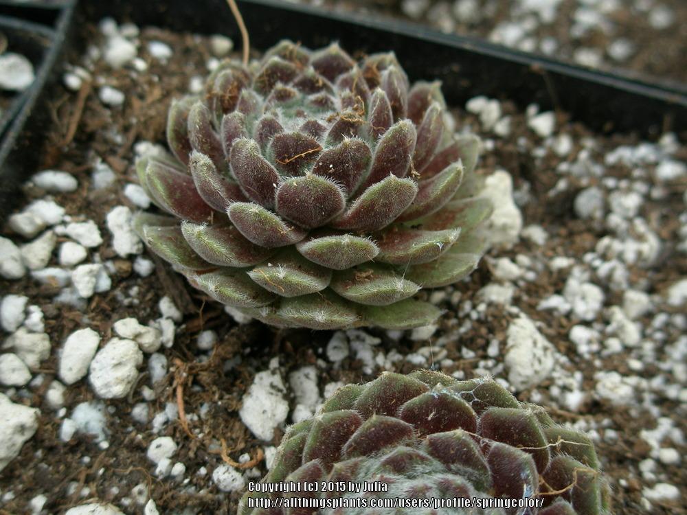 Photo of Hen and Chicks (Sempervivum 'Vanille') uploaded by springcolor