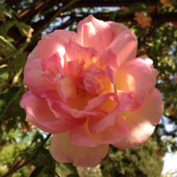 Location: Historic Rose Garden, Historic City Cemetery, Sacramento CA.
Date: 2015-03-31
Rosa 'Souvenir de Madame Leonie Viennot' In full bloom 2015-03-31