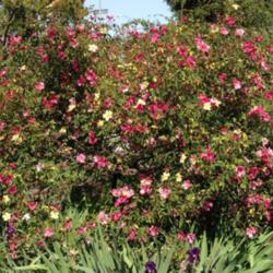 Location: Historic Rose Garden, Historic City Cemetery, Sacramento CA.
Date: 2015-03-31
Rosa 'Mutabilis' in full bloom 2015-31-31.