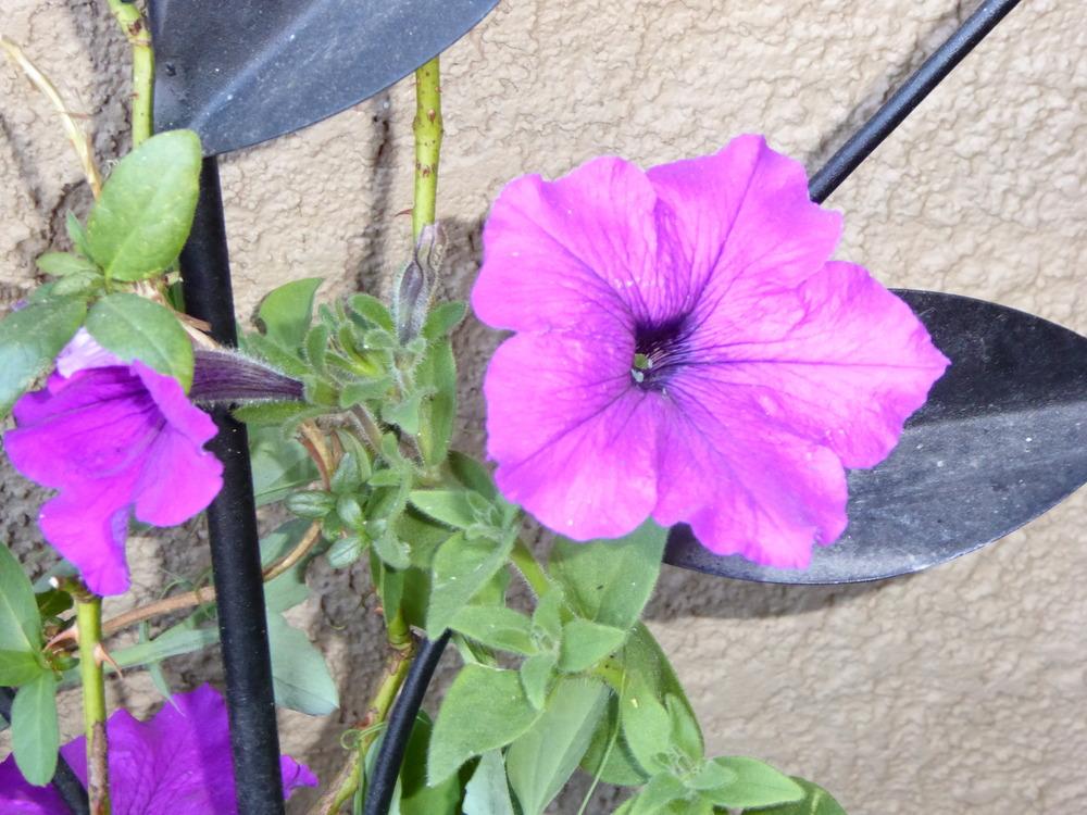 Photo of Floribunda Petunia (Petunia Madness® Magenta) uploaded by JulieB