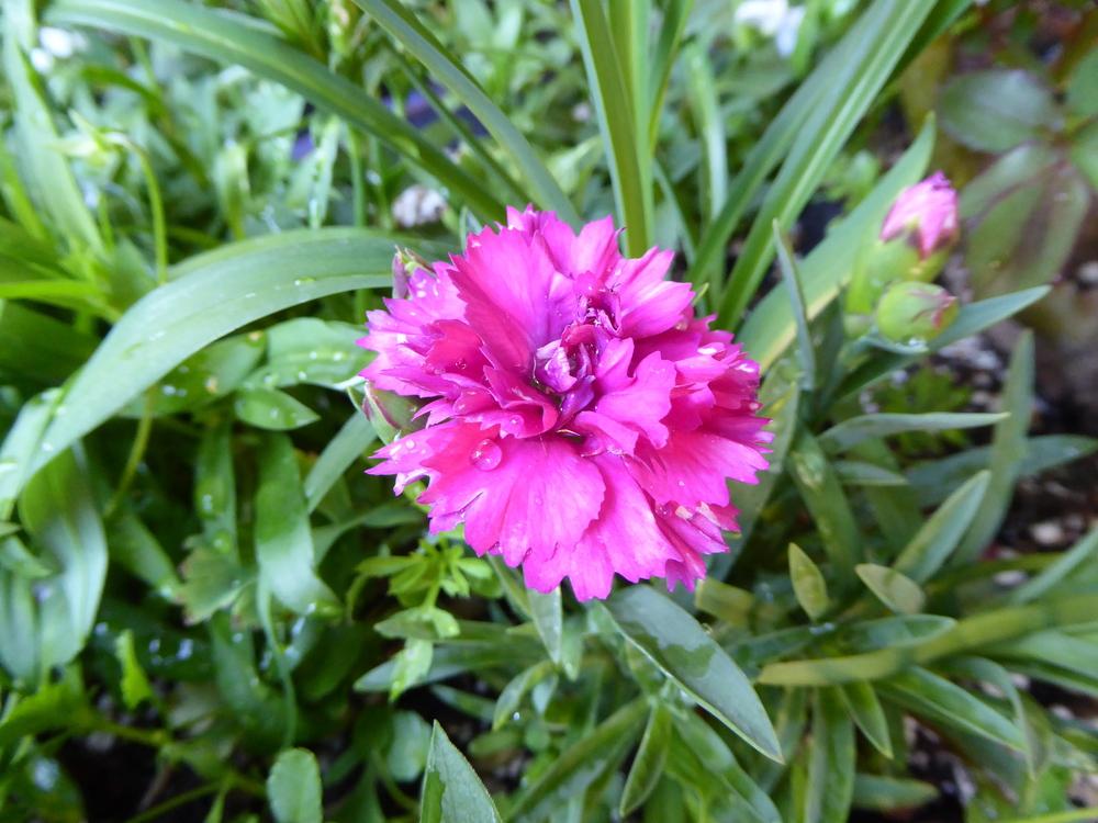 Photo of Dianthus uploaded by JulieB