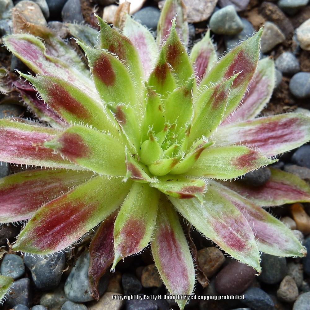 Photo of Hen and Chicks (Sempervivum 'New Rhumba') uploaded by Patty