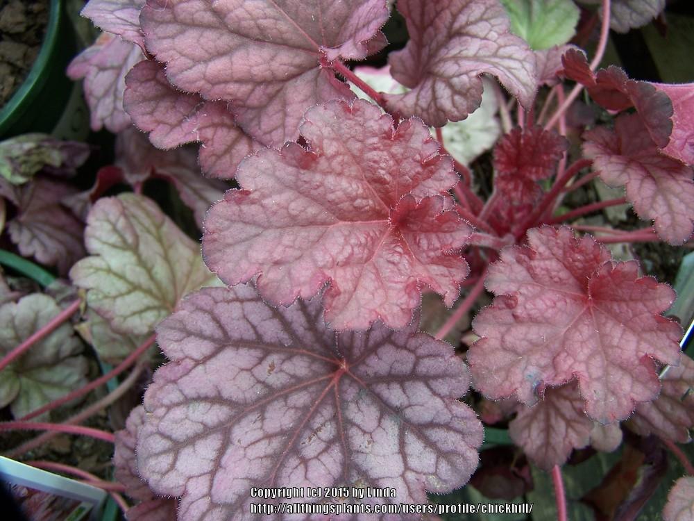Photo of Coral Bells (Heuchera 'Berry Smoothie') uploaded by chickhill