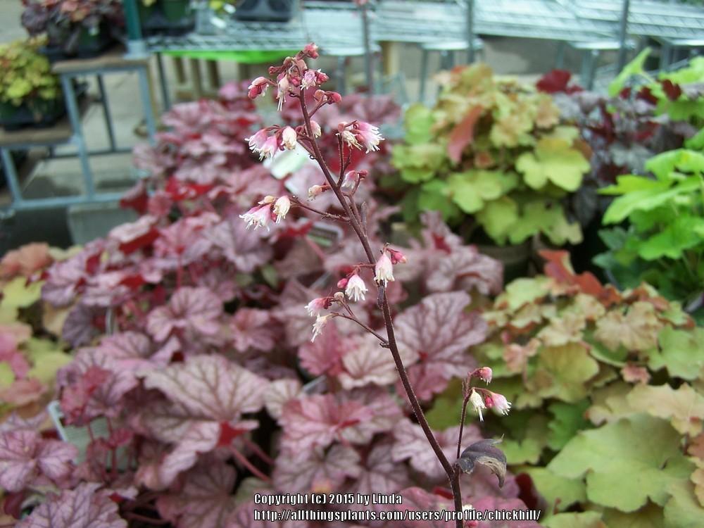Photo of Coral Bells (Heuchera 'Berry Smoothie') uploaded by chickhill