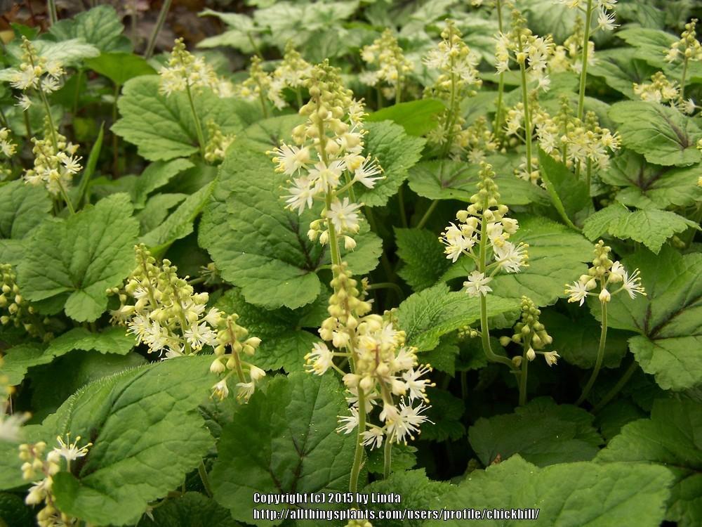 Photo of Foamflower (Tiarella cordifolia 'Brandywine') uploaded by chickhill