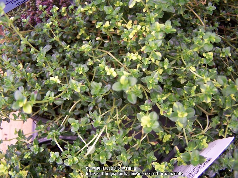 Photo of Creeping Thyme (Thymus 'Doone Valley') uploaded by chickhill