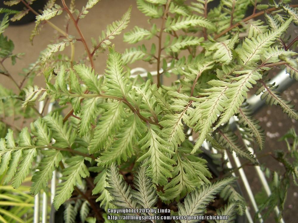 Photo of Japanese Painted Fern (Anisocampium niponicum 'Pewter Lace') uploaded by chickhill