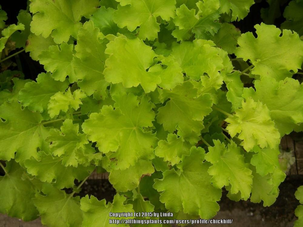 Photo of Coral Bells (Heuchera 'Lime Rickey') uploaded by chickhill