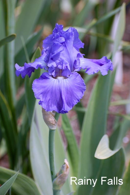 Photo of Tall Bearded Iris (Iris 'Rainy Falls') uploaded by coboro