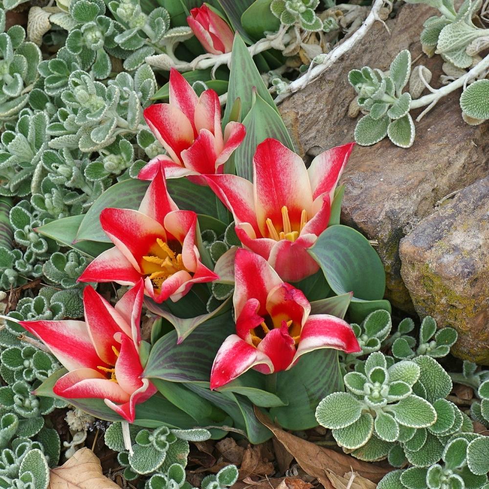 Photo of Tulip (Tulipa greigii 'Pinocchio') uploaded by dirtdorphins