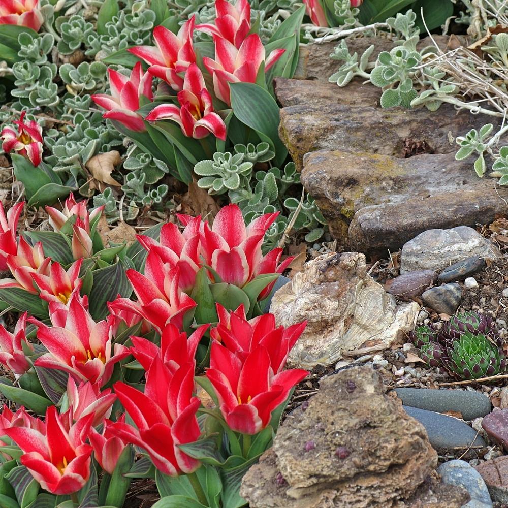 Photo of Tulip (Tulipa greigii 'Pinocchio') uploaded by dirtdorphins