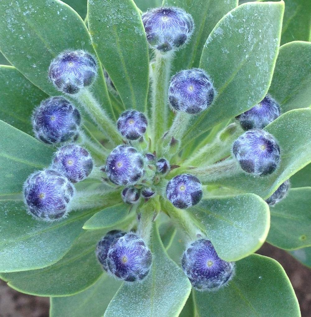 Photo of Globularia sarcophylla 'Blue Eyes' uploaded by HamiltonSquare