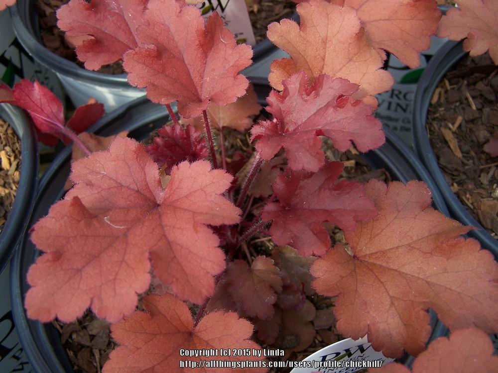 Photo of Coral Bells (Heuchera Dolce® Cinnamon Curls) uploaded by chickhill