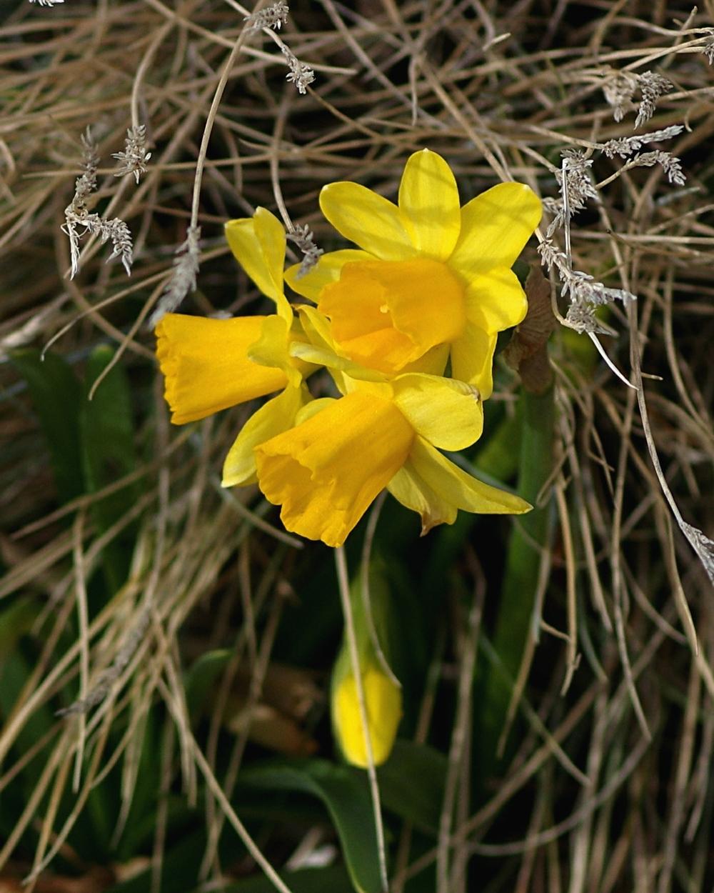 Photo of Daffodil (Narcissus 'Tete-a-Tete') uploaded by dirtdorphins