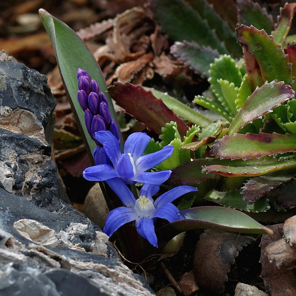 Photo of Turkish Glory of the Snow (Scilla sardensis) uploaded by dirtdorphins